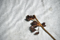 Detalle 1
